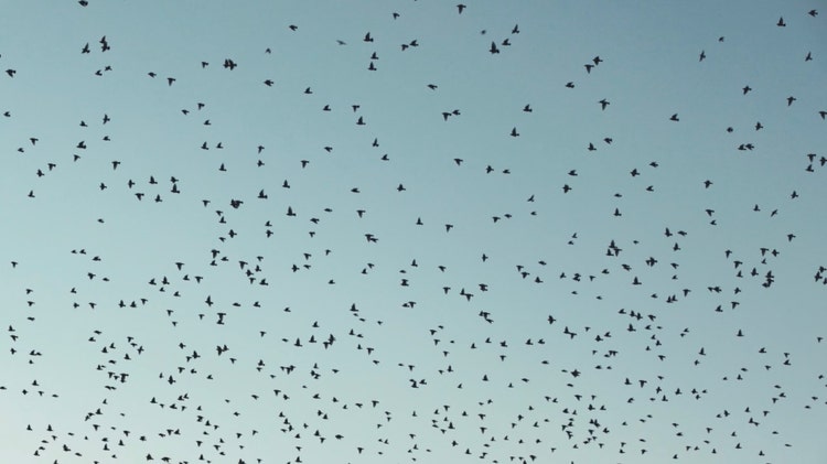 Hundreds of birds taking flight against a light blue sky