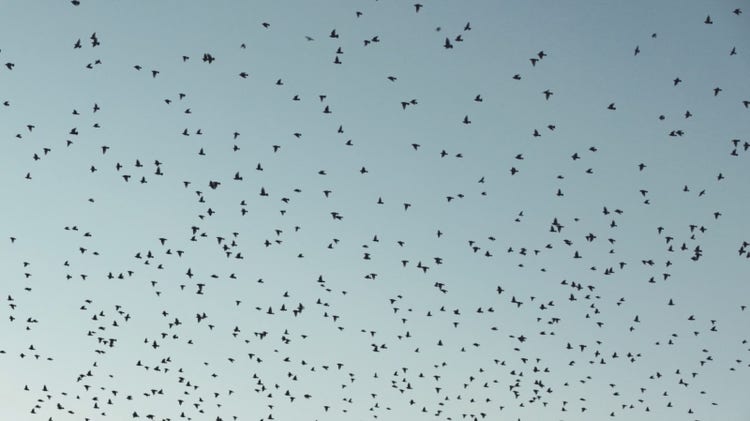 Hundreds of birds taking flight against a light blue sky